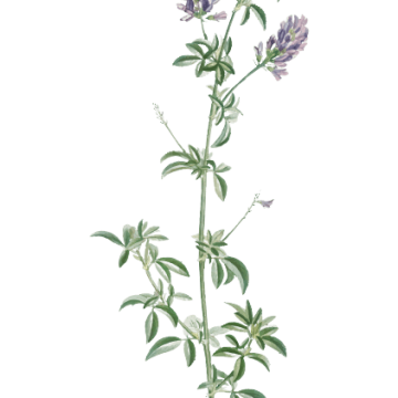 Nepeta Cataria (catmint) 80 gr.