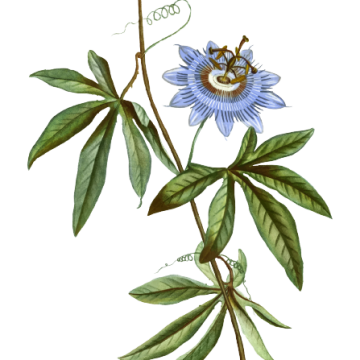 Passiflora (Passiflora incarnata)