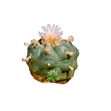 Cactus Sagrados
