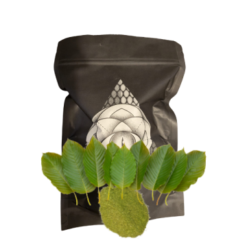 KRATOM (Mitragyna speciosa)