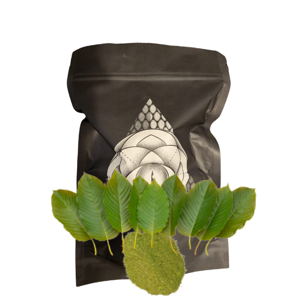 KRATOM (Mitragyna speciosa)